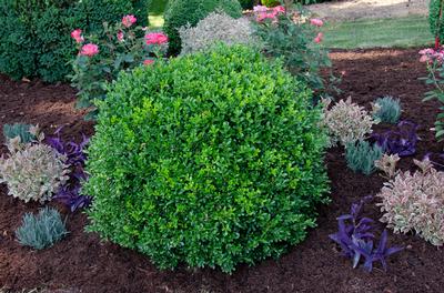 Buxus NewGen Independence (Photo: Saunders Brothers)