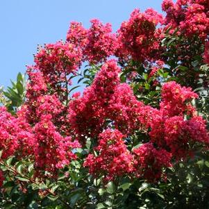 Lagerstroemia x Tonto