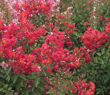 Lagerstroemia x Dynamite� ('Whit II') - Crapemyrtle