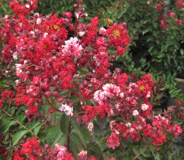 Lagerstroemia x Dynamite® ('Whit II') 