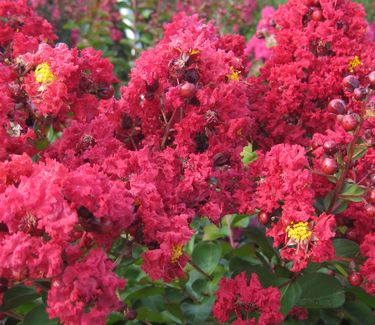 Lagerstroemia x Dynamite