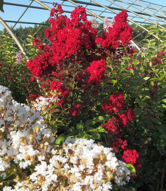 Lagerstroemia x Dynamite