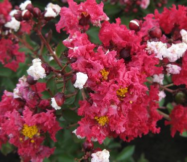 Lagerstroemia x Dynamite� ('Whit II') - Crapemyrtle