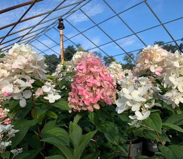 Hydrangea paniculata Fire Light® - Hardy Hydrangea from Pleasant Run Nursery