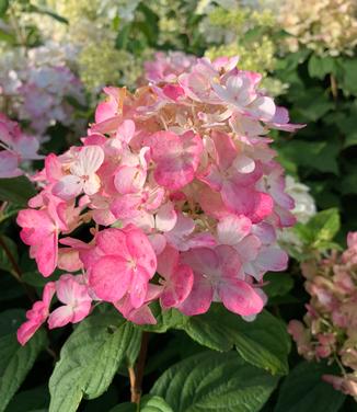 Hydrangea paniculata Fire Light® - Hardy Hydrangea from Pleasant Run Nursery