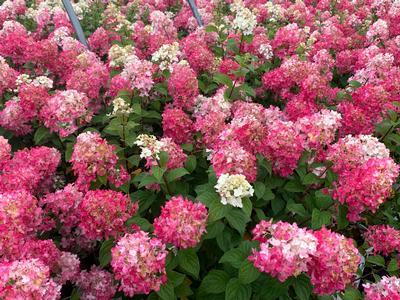 Hydrangea paniculata Fire Light