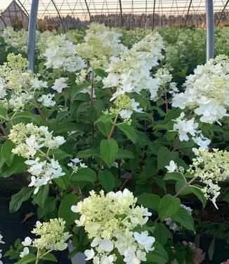 Hydrangea paniculata Fire Light - Hardy Hydrangea from Pleasant Run Nursery