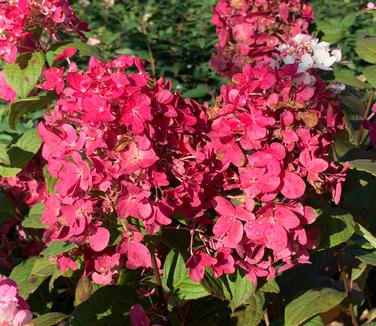 Hydrangea paniculata Fire Light - Hardy Hydrangea from Pleasant Run Nursery