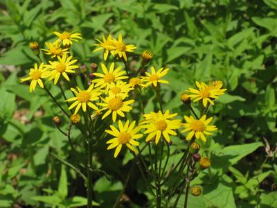 Packera (Senecio) aurea