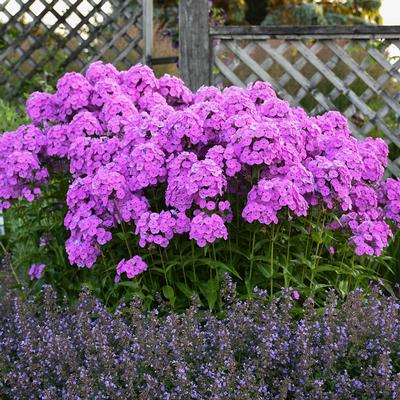 Phlox x Fashionably Early Flamingo (Photo: Walters Gardens, Inc)