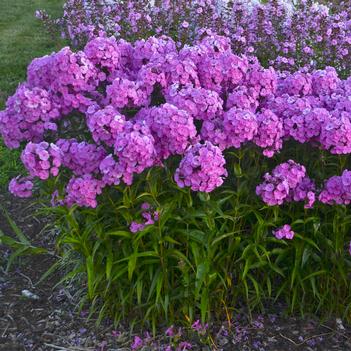 Phlox x Fashionably Early Flamingo (Photo: Walters Gardens, Inc)