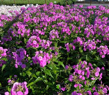 Phlox x 'Fashionably Early Flamingo' - Hybrid Phlox from Pleasant Run Nursery