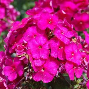 Phlox paniculata Nicky