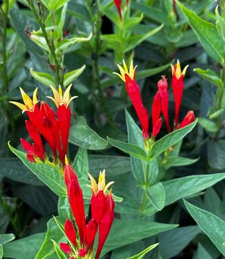 Spigelia marilandica 'Little Red Head' - Indian Pink from Pleasant Run Nursery