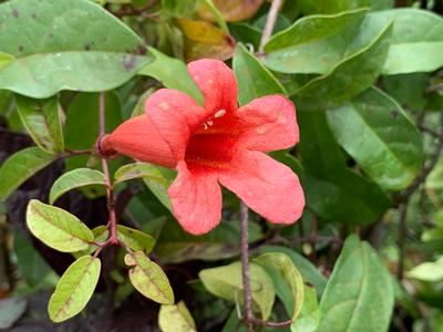 Bignonia capreolata 'Dragon Lady' - Crossvine from Pleasant Run Nursery