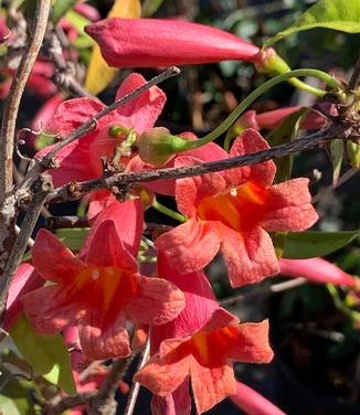 Bignonia capreolata 'Dragon Lady' - Crossvine from Pleasant Run Nursery