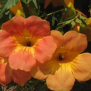 Campsis grandiflora Morning Calm