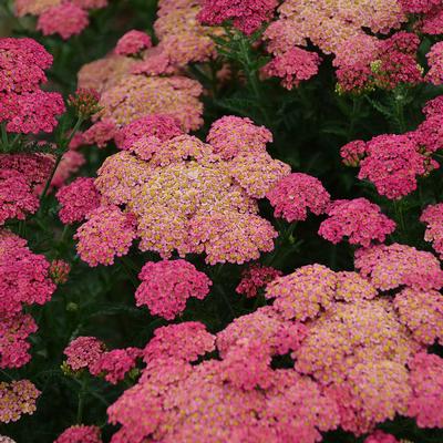 Achillea millefolium Sassy Summer Taffy (Photo: Walters Gardens, Inc)