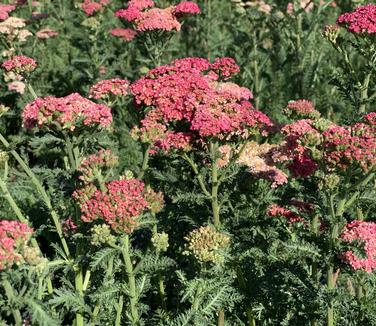 Achillea millefolium 'Sassy Summer Taffy' - Yarrow from Pleasant Run Nursery