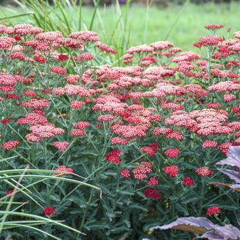 Achillea millefolium Sassy Summer Sangria (Photo: Walters Gardens, Inc)