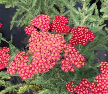 Achillea millefolium 'Sassy Summer Sangria' - Yarrow from Pleasant Run Nursery