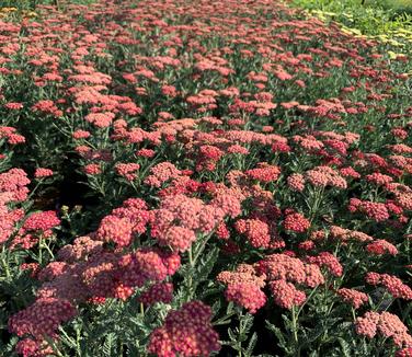 Achillea millefolium 'Sassy Summer Sangria' - Yarrow from Pleasant Run Nursery