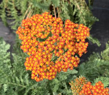 Achillea millefolium 'Sassy Summer Sunset' - Yarrow from Pleasant Run Nursery