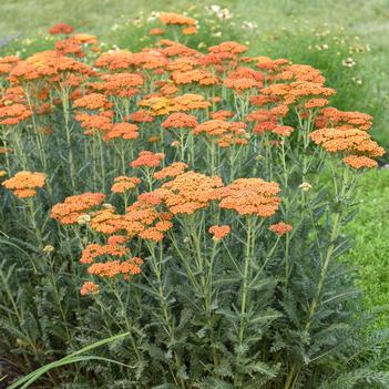 Achillea millefolium Sassy Summer Sunset (Photo: Walters Gardens, Inc)