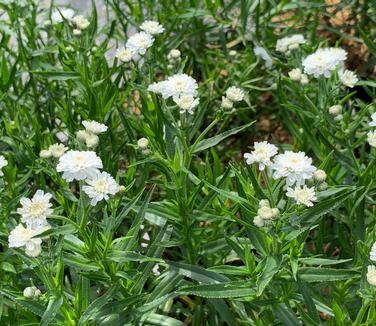 Achillea ptarmica 'Peter Cottontail' - Yarrow from Pleasant Run Nursery