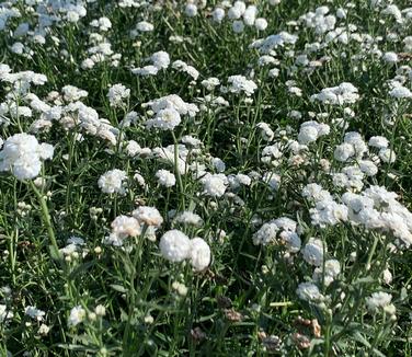 Achillea ptarmica 'Peter Cottontail' - Yarrow from Pleasant Run Nursery