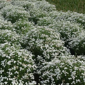 Achillea ptarmica Peter Cottontail (Photo: Walters Gardens, Inc)