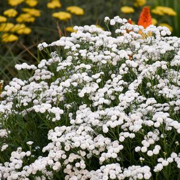 Achillea ptarmica Peter Cottontail (Photo: Walters Gardens, Inc)