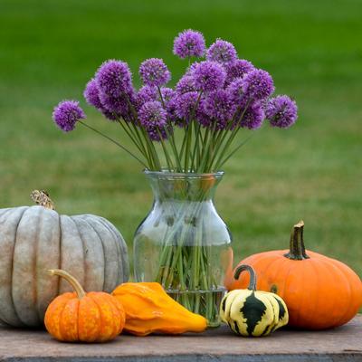 Allium Medusa (Photo: Walters Gardens, Inc)