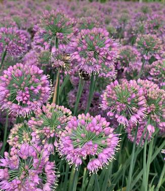 Allium 'Medusa' - Ornamental Onion from Pleasant Run Nursery