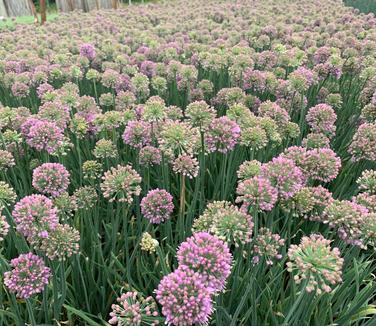 Allium 'Medusa' - Ornamental Onion from Pleasant Run Nursery