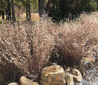 Andropogon ternarius Black Mountain (Photo: Hoffman Nursery)