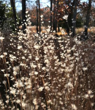 Andropogon ternarius Black Mountain (Photo: Hoffman Nursery)