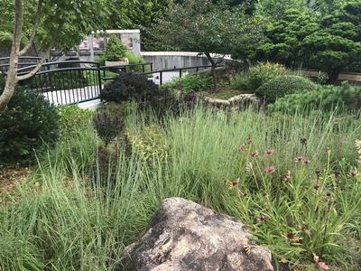 Andropogon ternarius Black Mountain (Photo: Hoffman Nursery)