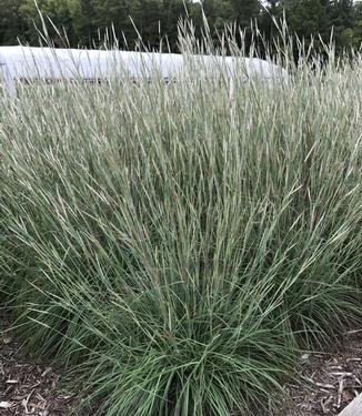 Andropogon ternarius Black Mountain (Photo: Hoffman Nursery)