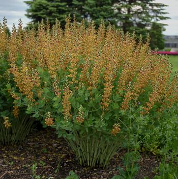 Baptisia x Decadence Cherries Jubilee (Photo: Walters Gardens, Inc)