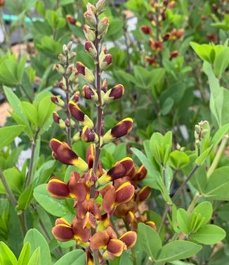 Baptisia x Decadence 'Cherries Jubilee' - False Indigo from Pleasant Run Nursery