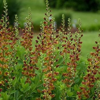 Baptisia x Decadence Cherries Jubilee (Photo: Walters Gardens, Inc)