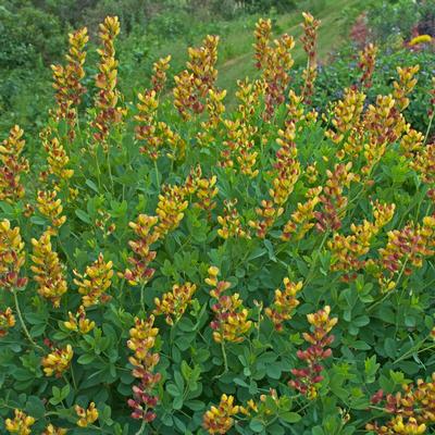 Baptisia x Decadence Cherries Jubilee (Photo: Walters Gardens, Inc)