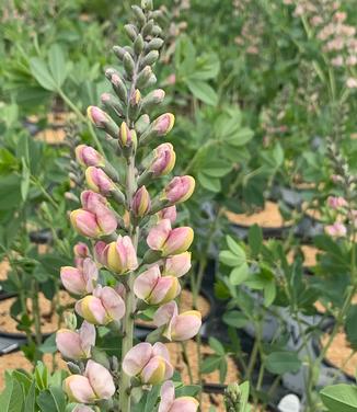 Baptisia x 'Decadence 'Pink Truffles'' - False Indigo from Pleasant Run Nursery