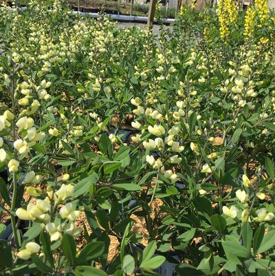 Baptisia x Decadence® 'Vanilla Cream'