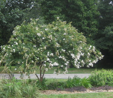 Lagerstroemia x 'Natchez' @ Rutgers Gardens