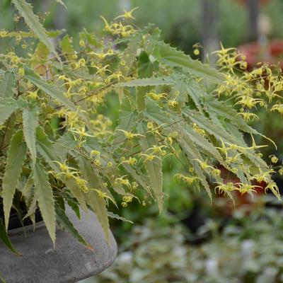 Epimedium ssp. nova Spine Tingler (Photo: Walters Gardens, Inc)