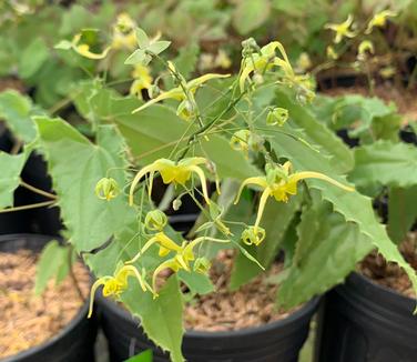 Epimedium ssp. nova 'Spine Tingler' - Barrenwort from Pleasant Run Nursery