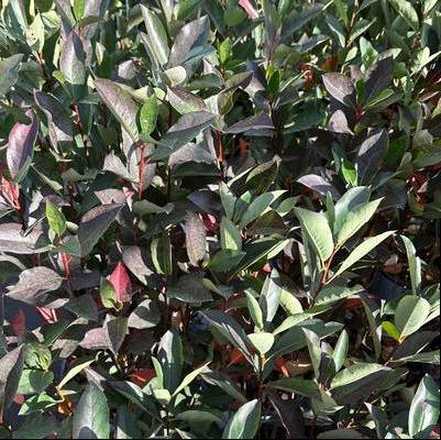 Aronia melanocarpa Low Scape Snowfire®