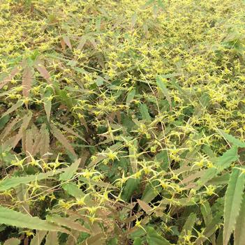 Epimedium ssp. nova Spine Tingler (Photo: Walters Gardens, Inc)